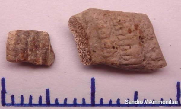 сеноман, Cenomanian