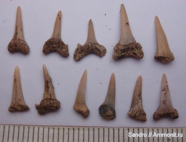 Яхрома, Сеноман