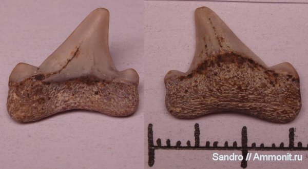 Cretalamna, Cretoxyrhina denticulata