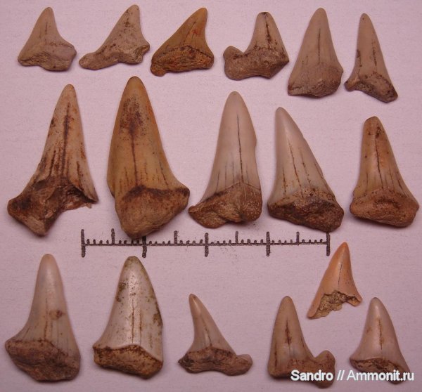 Cretoxyrhina denticulata