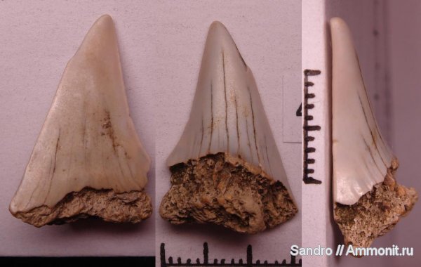 Cretoxyrhina denticulata