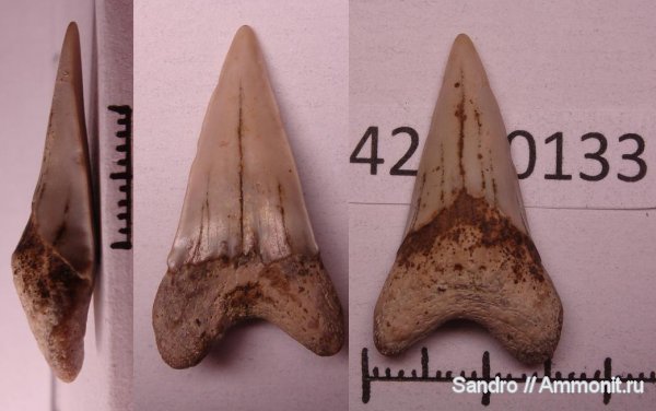 Cretoxyrhina denticulata, Pseudoisurus tomosus