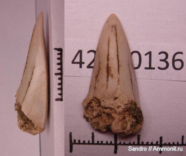 Cretoxyrhina denticulata, Pseudoisurus tomosus