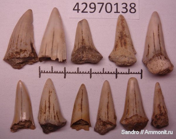 Cretoxyrhina denticulata