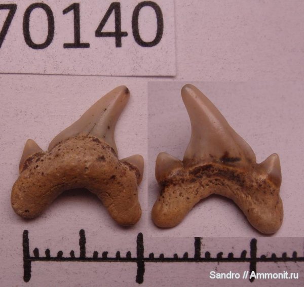 Cretoxyrhina denticulata