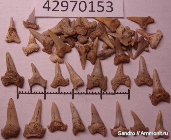 Eostriatolamia, Archaeolamna