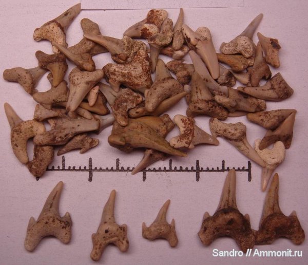 Protolamna, Archaeolamna