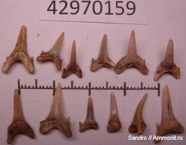 Eostriatolamia, Eostriatolamia subulata