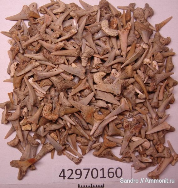 Eostriatolamia, Eostriatolamia subulata