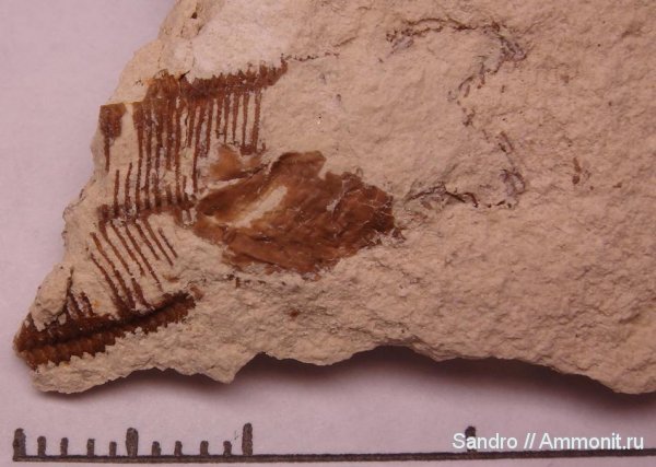 конулярии, Conularia