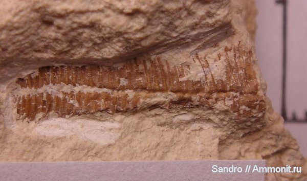 конулярии, Conularia