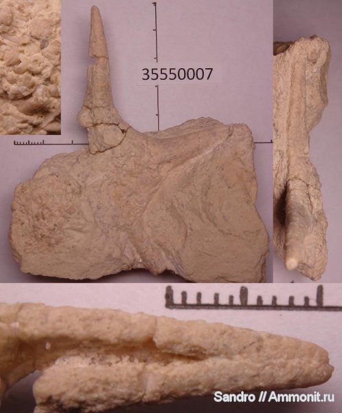 Домодедово, морские звезды