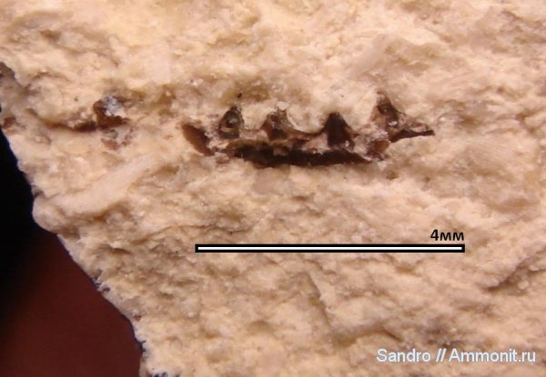 рыбы, зубы, ?, конодонты, fish, teeth