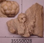 35550028 -криноидеи 35550028 -криноидеи