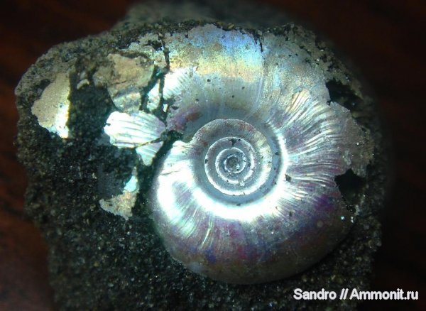 Фили (Кунцевская), Мневники