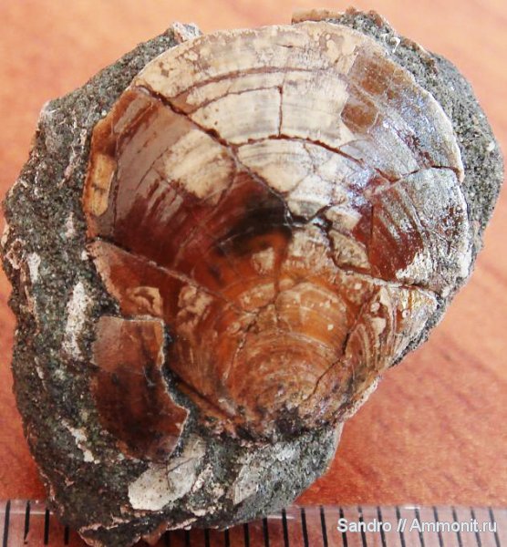 Entolium, Entolium nummulare