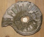 37880337 - помогите определить род и вид