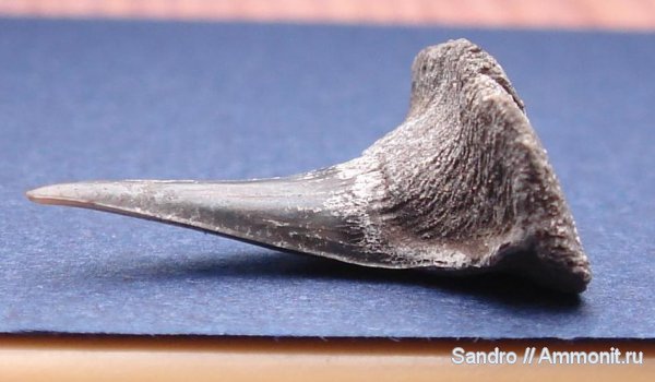 Sphenodus, Synechodontiformes