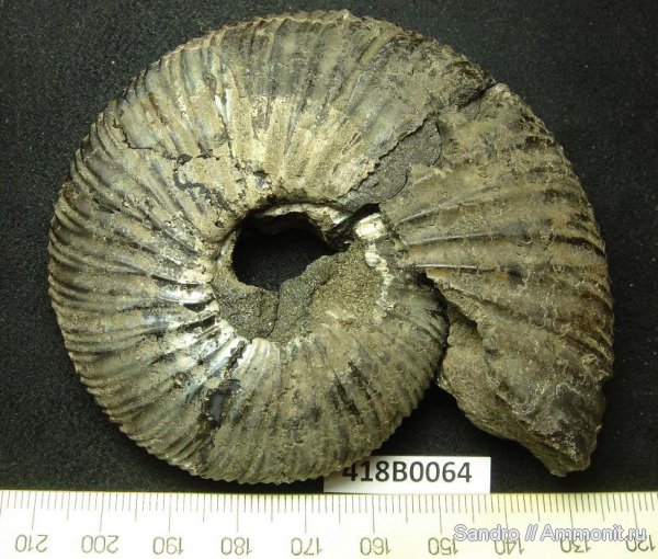 аммониты, Virgatites, Еганово, Ammonites