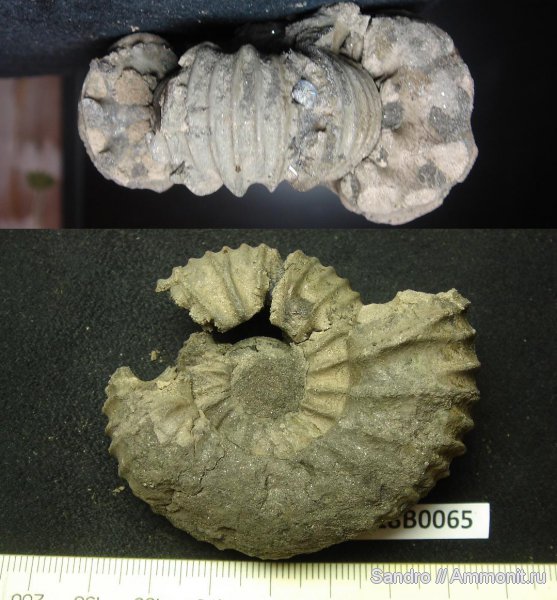 Еганово, Lomonossovella