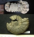 418B0065 - аммонит Lomonossovella lomonossovi (Vischniakoff)