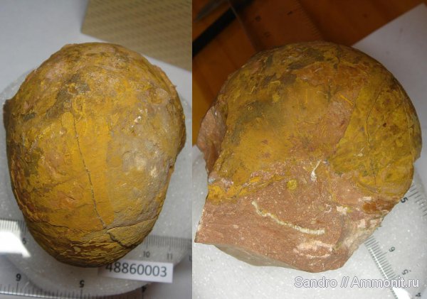 наутилусы, байос, Крым, Bajocian