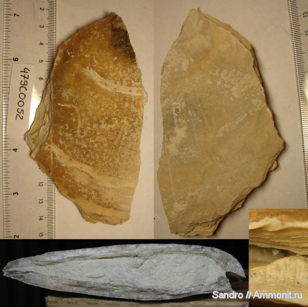 Крым, Liostrea mirabilis