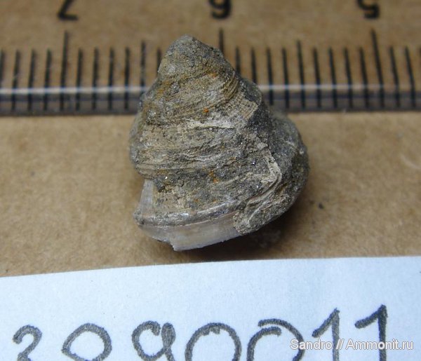 гастроподы, Bathrotomaria