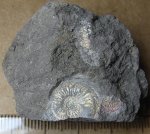 23890018 - Amoeboceras в глине.