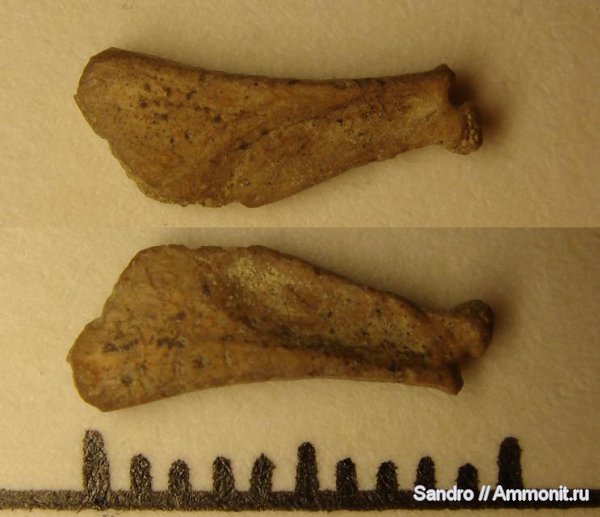 мел, рыбы, Cretaceous, fish