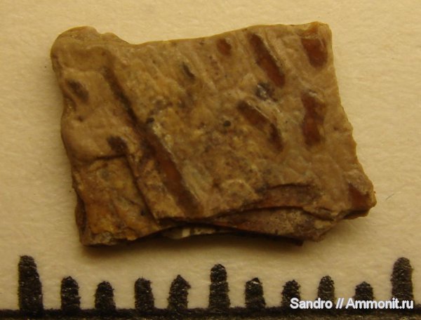 сеноман, Cenomanian