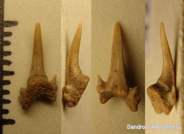 сеноман, ?, Odontaspis, Cenomanian сеноман, ?, Odontaspis, Cenomanian