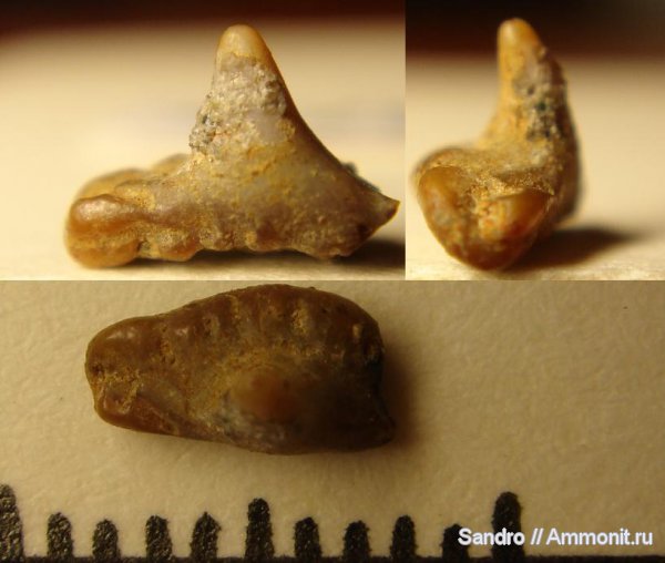 сеноман, Synechodus, Synechodontiformes, Cenomanian