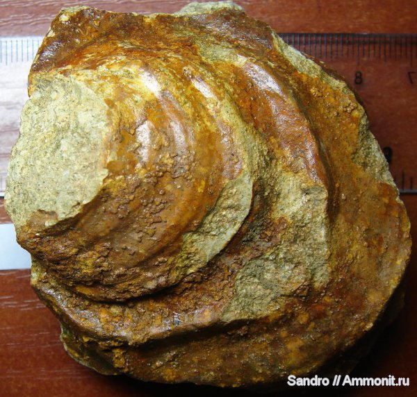 Inoceramus, Inoceramus lamarckii