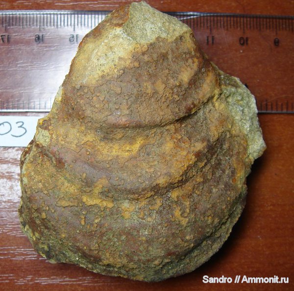 Inoceramus, Inoceramus lamarckii