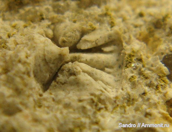 рыбы, позвонки, fish