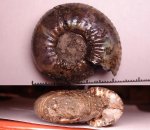 418B0084 - Craspedites