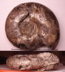 418B0088 - Craspedites cf. nekrasovi