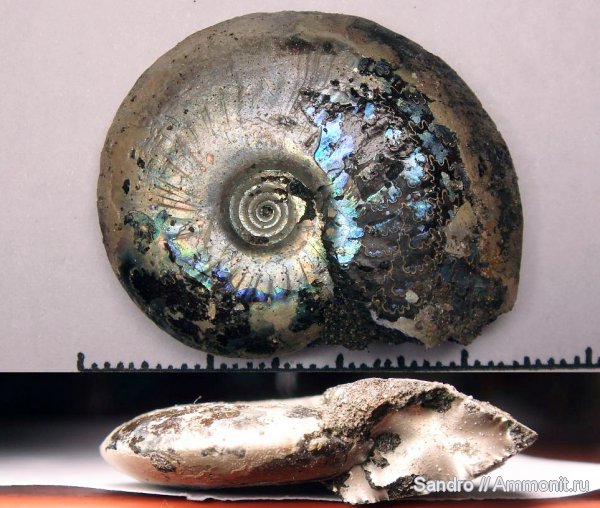 Garniericeras, Garniericeras catenulatum