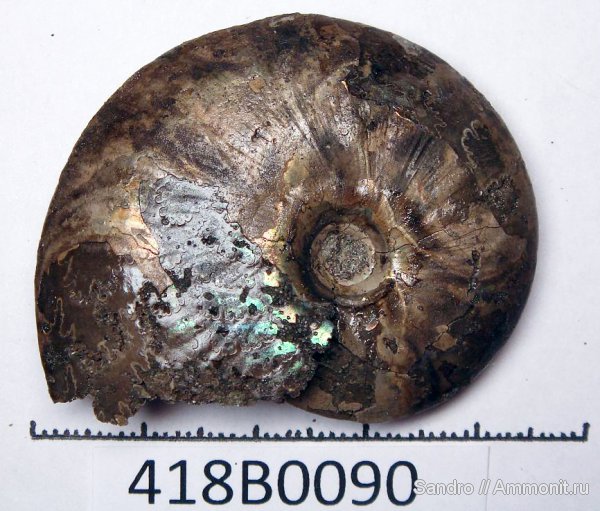 Garniericeras, Garniericeras catenulatum, Garniericeras subclypeiforme