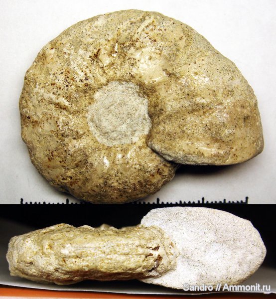 Schloenbachia, Schloenbachia varians