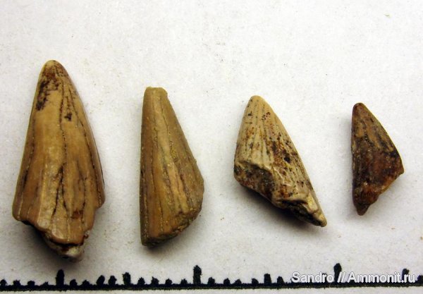 рептилии, Elasmosaurus