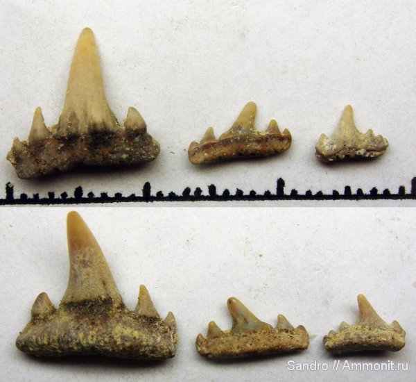 Paraorthacodus, Synechodus, Synechodontiformes