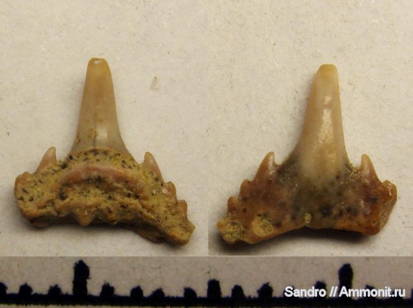 ?, Synechodus, Synechodontiformes