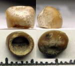 42970329 - Pycnodontidae ?