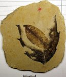 Окаменевшие листья