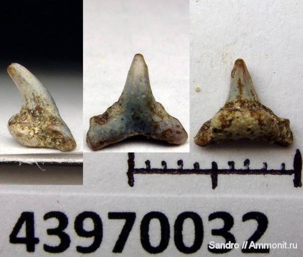 Synechodus, Synechodontiformes