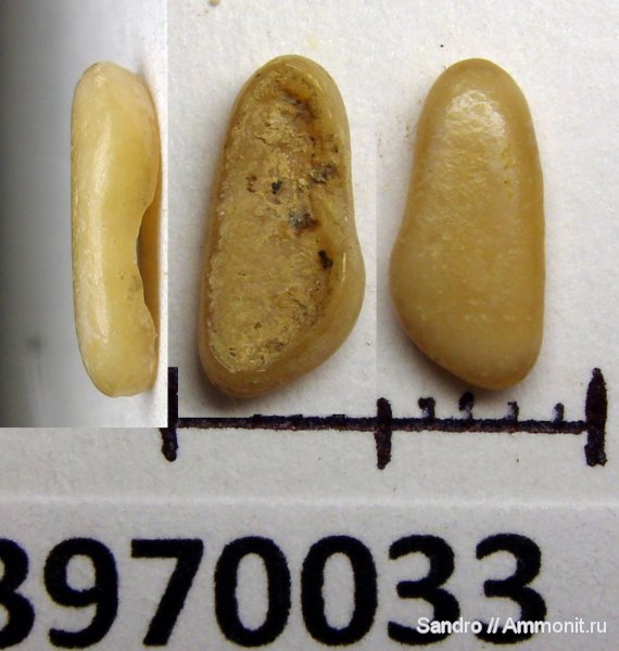 Pycnodus, Pycnodontiformes