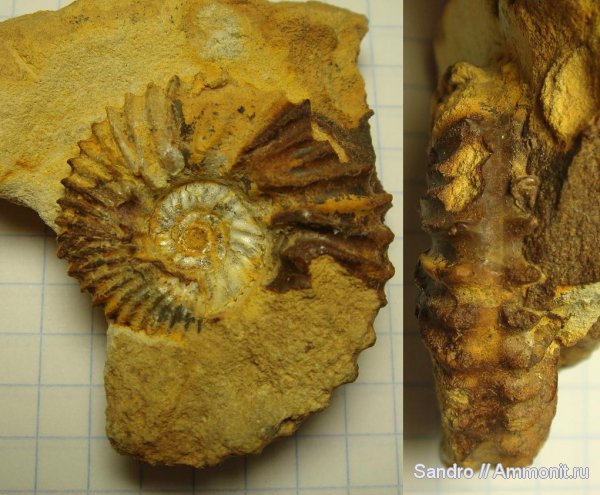 Aulacostephanus eudoxus, Aulacostephanus