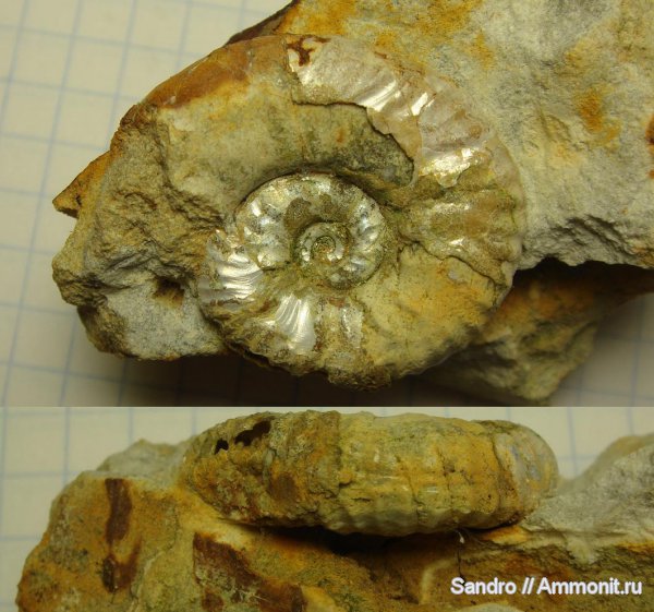 Sutneria, Sutneria eumela